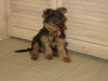 Yorkshire Terrier Foto: Rocky trifft seine Cousine (ID 35794) Yorkshire Terrier Hund