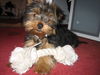 Yorkshire Terrier Foto: Rocky (ID 35634) Yorkshire Terrier Hund