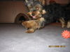 Yorkshire Terrier Foto: Da bin ich (ID 35797) Yorkshire Terrier Hund