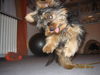 Yorkshire Terrier Foto: Rocky - seine 5 min (ID 35632) Yorkshire Terrier Hund