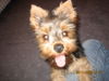 Yorkshire Terrier Foto: Rocky - seine 5 min (ID 35633) Yorkshire Terrier Hund