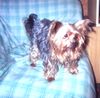 Yorkshire Terrier Foto: Ich, Baby, wieder (ID 18040) Yorkshire Terrier Hund