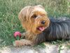 Yorkshire Terrier Foto: Unser Liebling, Jaimy, 4 Jahre ! (ID 23431) Yorkshire Terrier Hund