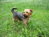 Yorkshire Terrier Foto: Unser Liebling schon 5 Jahre (ID 31960) Yorkshire Terrier Hund