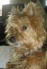 Yorkshire Terrier Foto: Genie 7 Jahre alt (ID 2229) Yorkshire Terrier Hund