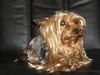 Yorkshire Terrier Foto: Ich bin die kleine Jeanny (ID 37370) Yorkshire Terrier Hund