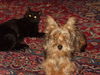 Yorkshire Terrier Foto: Jacky mit Blacky (ID 37124) Yorkshire Terrier Hund