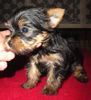 Yorkshire Terrier Foto: Jewel (ID 3441) Yorkshire Terrier Hund