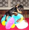 Yorkshire Terrier Foto: Jewel (ID 3442) Yorkshire Terrier Hund