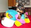 Yorkshire Terrier Foto: Jewel (ID 3450) Yorkshire Terrier Hund