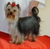 Yorkshire Terrier Foto: Unser Deckrüde Kaluna Amamos La Vida (ID 10185) Yorkshire Terrier Hund