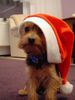Yorkshire Terrier Foto: Bin ich nicht der schönste Weihnachtsmann? (ID 28263) Yorkshire Terrier Hund