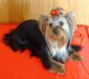 Yorkshire Terrier Foto: Kiki (ID 13783) Yorkshire Terrier Hund
