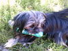 Yorkshire Terrier Foto: *Kleine süße MOLLY (ID 44702) Yorkshire Terrier Hund