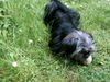 Yorkshire Terrier Foto: Kleine Molly spielt - 11 Monate alt (ID 44707) Yorkshire Terrier Hund