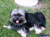 Yorkshire Terrier Foto: Mein kleiner Sonnenschein... (ID 44815) Yorkshire Terrier Hund