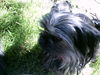 Yorkshire Terrier Foto: Knuddelmaus (ID 44706) Yorkshire Terrier Hund