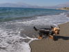 Yorkshire Terrier Foto: Archie auf Kreta (ID 40342) Yorkshire Terrier Hund