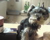Yorkshire Terrier Foto: Das ist die süße aber super freche Lea (ID 31285) Yorkshire Terrier Hund
