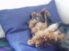 Yorkshire Terrier Foto: Bin sooo müde (ID 35910) Yorkshire Terrier Hund