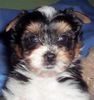 Yorkshire Terrier Foto: Das ist unser Biewer Yorkshire Terrier Lenny als Welpe (ID 42026) Yorkshire Terrier Hund