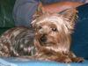Yorkshire Terrier Foto: lilly 11 Jahre (ID 12195) Yorkshire Terrier Hund