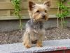 Yorkshire Terrier Foto: Ich bin Lisa (ID 19763) Yorkshire Terrier Hund