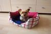 Yorkshire Terrier Foto: Das ist mein Körbchen (ID 19764) Yorkshire Terrier Hund
