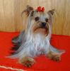 Yorkshire Terrier Foto: Deckrüde Amamos La Vida Kaluna (ID 13782) Yorkshire Terrier Hund