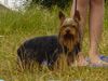 Yorkshire Terrier Foto: Dandy gestern beim schwimmen (ID 13188) Yorkshire Terrier Hund