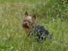 Yorkshire Terrier Foto: Dandy heute beim schwimmen (ID 13182) Yorkshire Terrier Hund