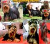 Yorkshire Terrier Foto: Von El Cassius Dio (ID 25287) Yorkshire Terrier Hund