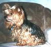Yorkshire Terrier Foto: Mein name ist Baby (ID 18042) Yorkshire Terrier Hund