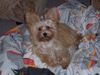 Yorkshire Terrier Foto: im Körbchen ist es doch am schönsten (ID 36165) Yorkshire Terrier Hund