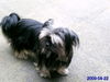 Yorkshire Terrier Foto: Unser süßer Familienzuwachs (ID 44703) Yorkshire Terrier Hund