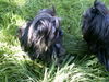 Yorkshire Terrier Foto: Molly und Freund Shih-Tzu (ID 44704) Yorkshire Terrier Hund