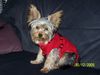 Yorkshire Terrier Foto: Warm angezogen!! (ID 27849) Yorkshire Terrier Hund