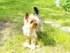 Yorkshire Terrier Foto: Nando (ID 41908) Yorkshire Terrier Hund