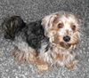 Yorkshire Terrier Hund