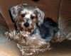 Yorkshire Terrier Foto: Gismo...zum Knuddeln (ID 45607) Yorkshire Terrier Hund