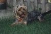 Yorkshire Terrier Foto: Unser (ID 2722) Yorkshire Terrier Hund
