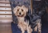 Yorkshire Terrier Foto: Jaimy 2einhalb Jahre (ID 6898) Yorkshire Terrier Hund