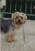 Yorkshire Terrier Foto: Unser Schatz - JAIMY - 2 Jahre (ID 2800) Yorkshire Terrier Hund