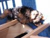 Yorkshire Terrier Foto: Jimmy - voller stolz neu gestylt ! (ID 16750) Yorkshire Terrier Hund