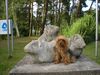 Yorkshire Terrier Foto: Stiene und die Meerschweine (ID 27754) Yorkshire Terrier Hund