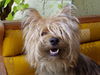 Yorkshire Terrier Foto: Jecky (ID 39119) Yorkshire Terrier Hund