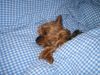 Yorkshire Terrier Foto: Stiene - Hier bin ich am liebsten (ID 27756) Yorkshire Terrier Hund