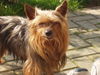 Yorkshire Terrier Foto: Terry (ID 25634) Yorkshire Terrier Hund