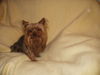 Yorkshire Terrier Foto: Unser Mäuschen (ID 25673) Yorkshire Terrier Hund