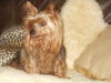 Yorkshire Terrier Foto: Yorkie Terry (ID 25622) Yorkshire Terrier Hund